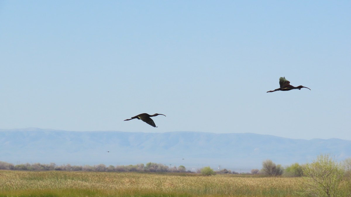 White-faced Ibis - ML625638895