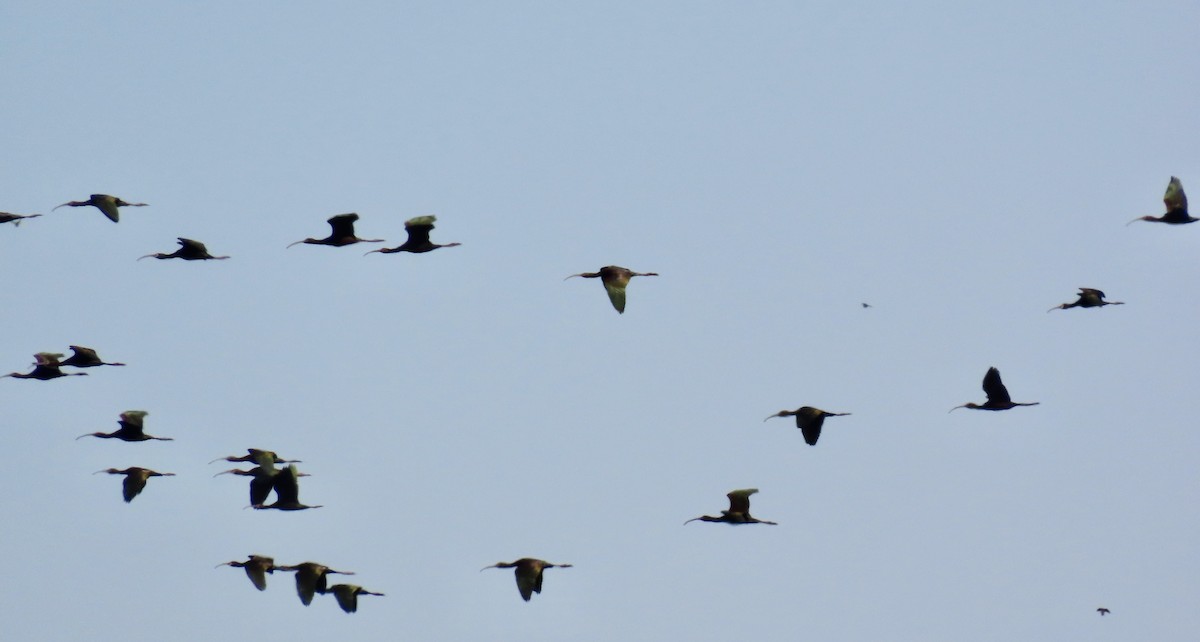 White-faced Ibis - ML625638897