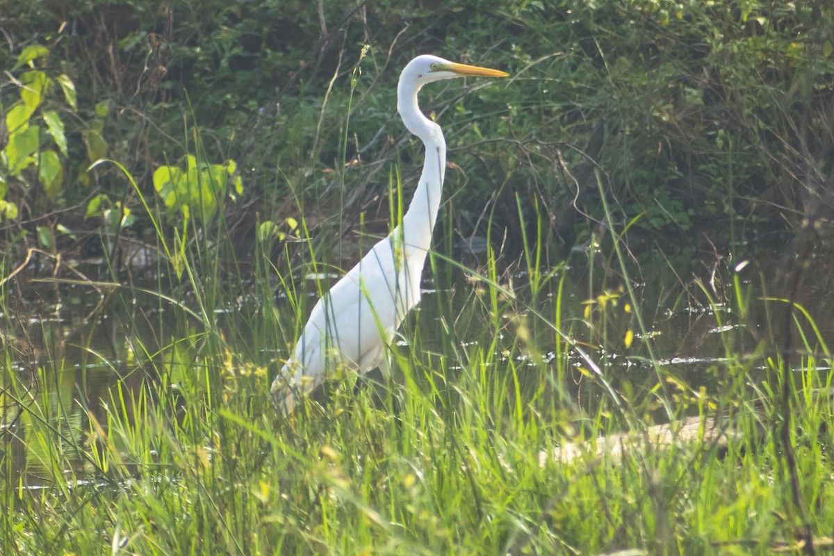 Great Egret - ML625638935