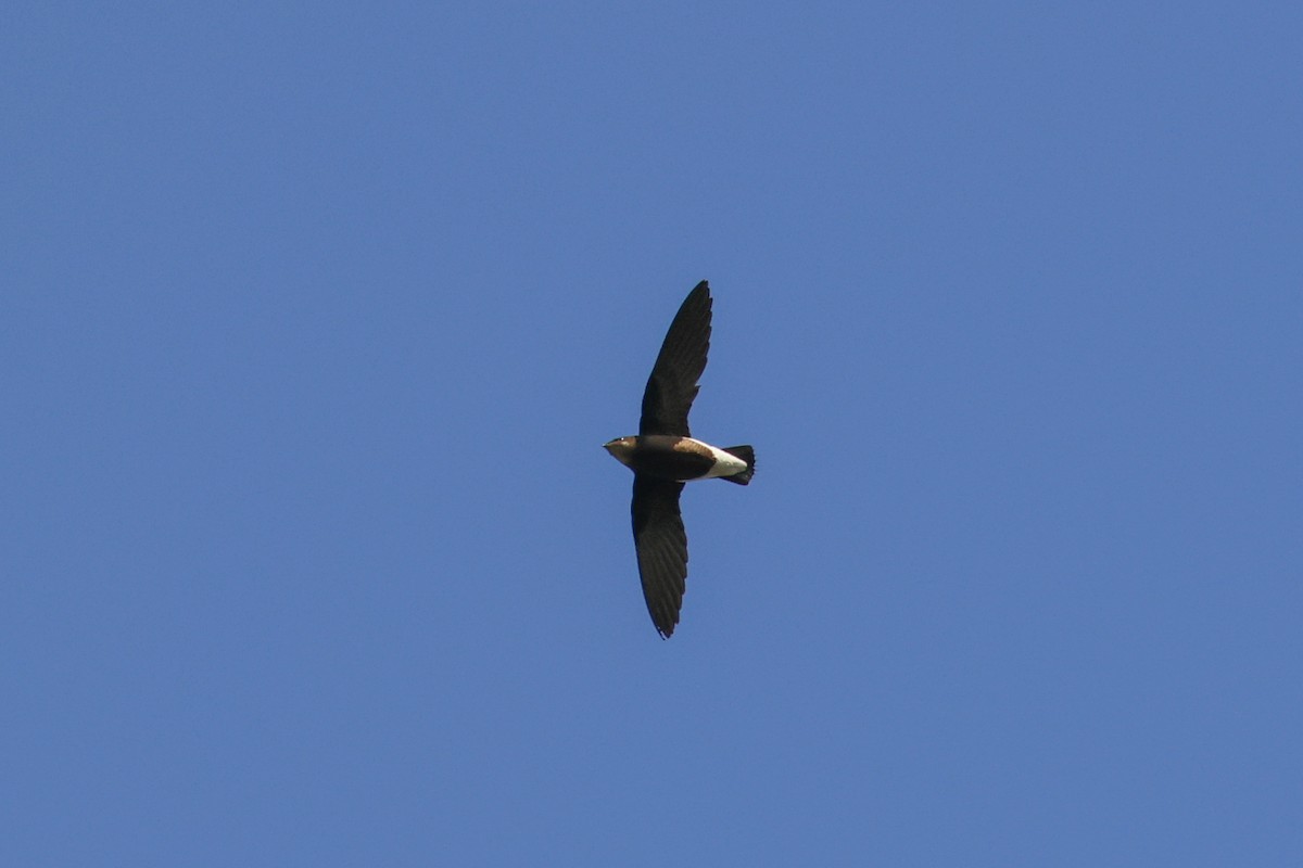 Silver-backed Needletail - ML625639083