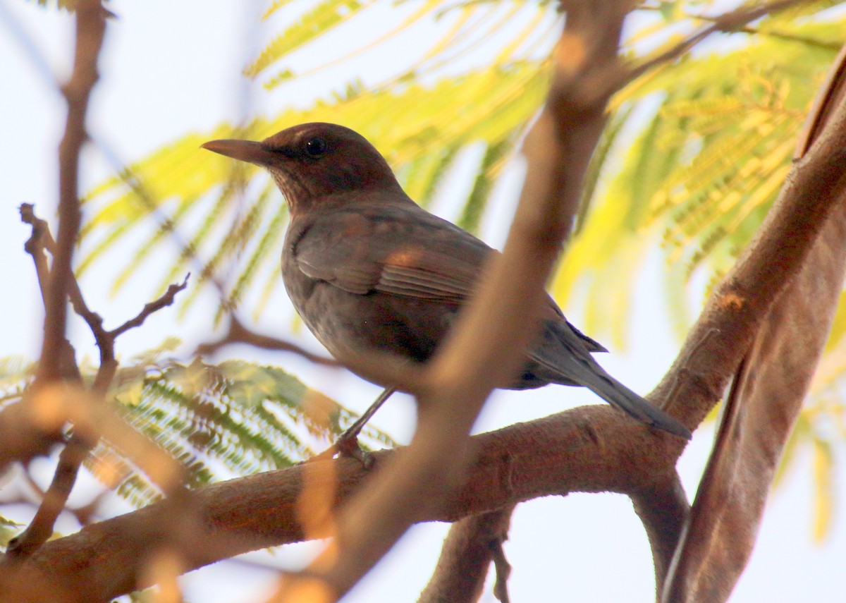 Eurasian Blackbird - ML625639112