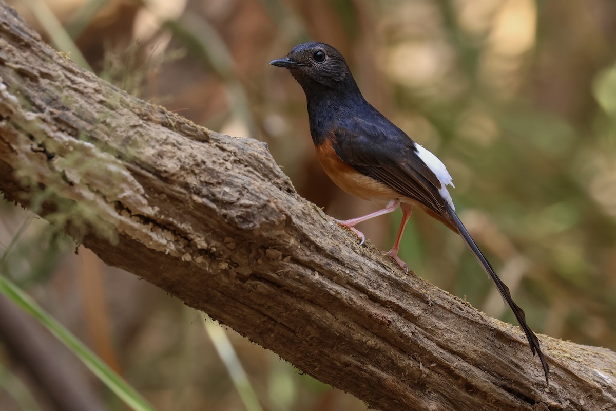 White-rumped Shama - ML625639160