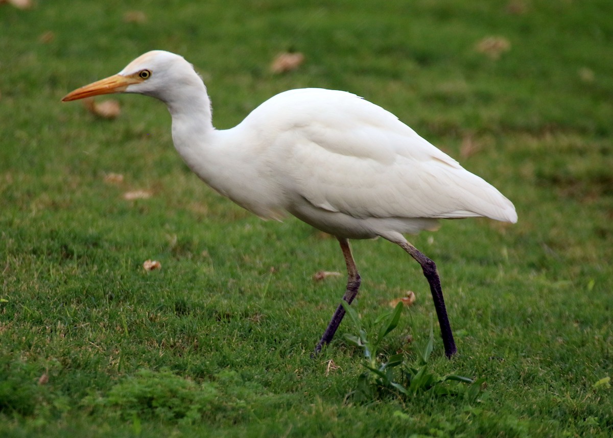 Western Cattle-Egret - ML625639164
