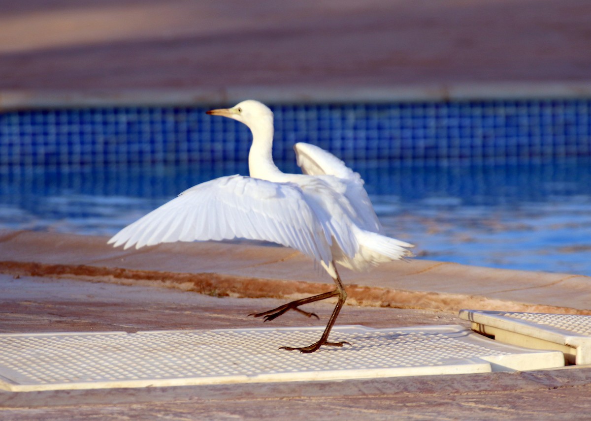 Western Cattle-Egret - ML625639166