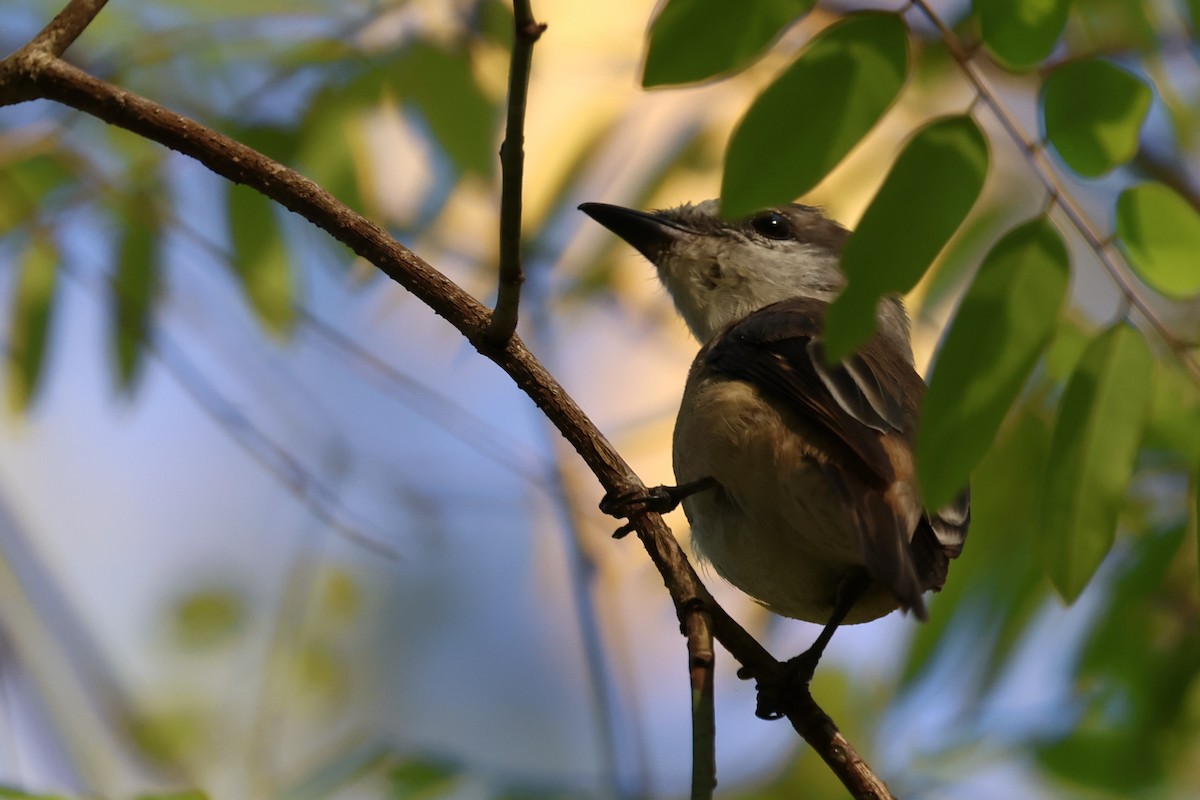 Brown-rumped Minivet - ML625639221