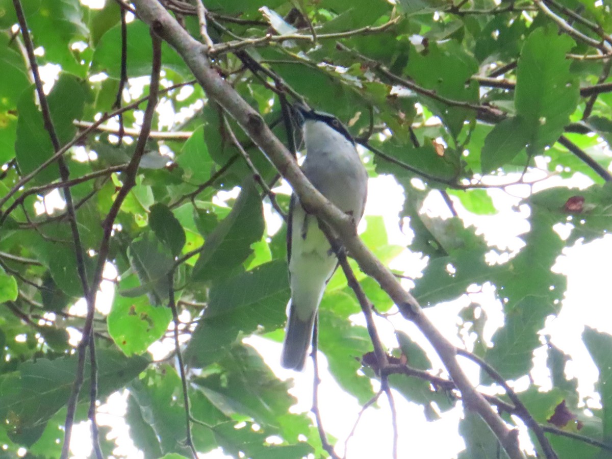 Common Woodshrike - ML625639278