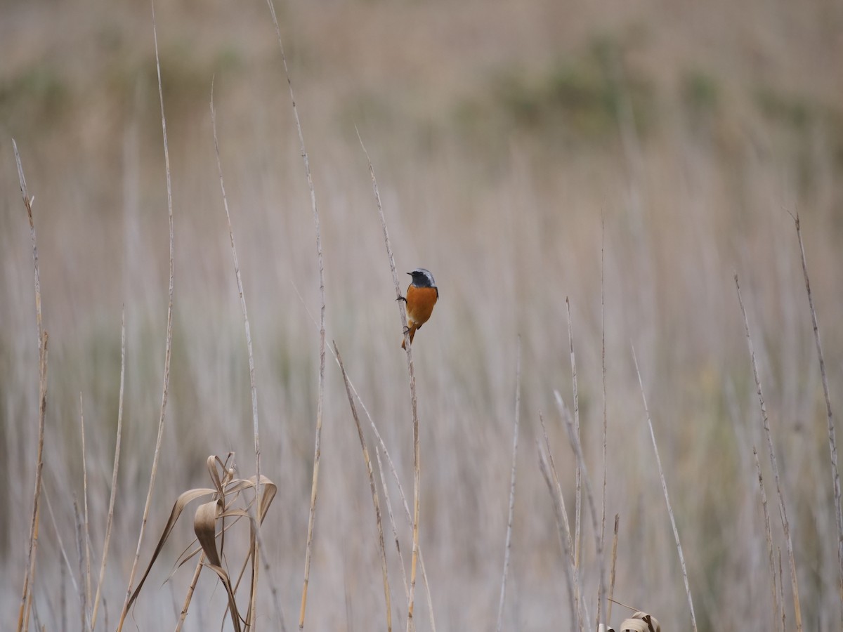 Daurian Redstart - ML625639285