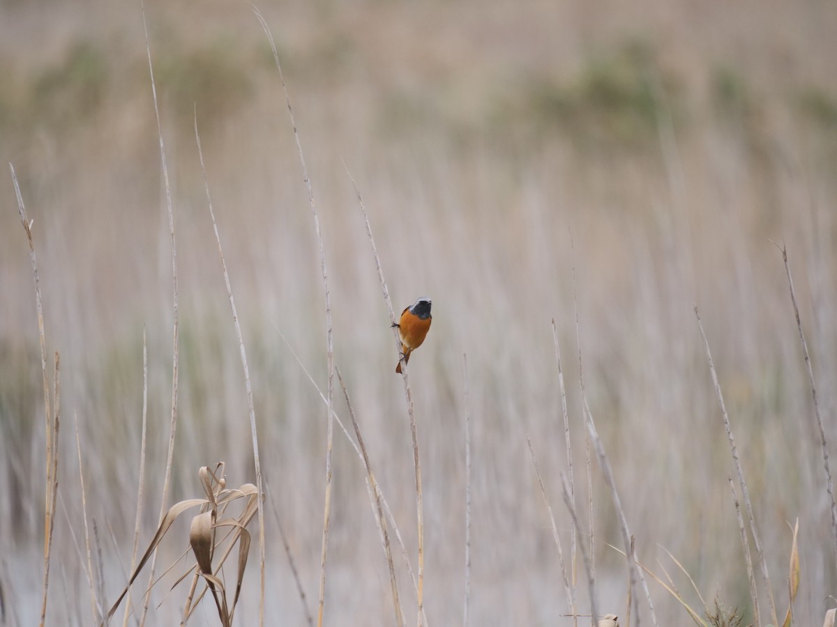 Daurian Redstart - ML625639286