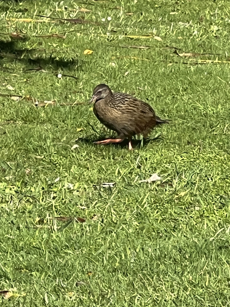 Weka - ML625639296