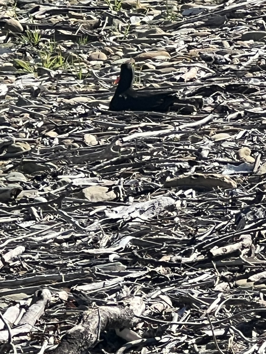 Variable Oystercatcher - ML625639298