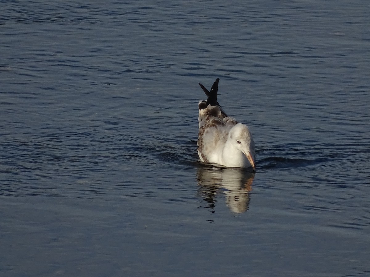 Gabbiano roseo - ML625639531