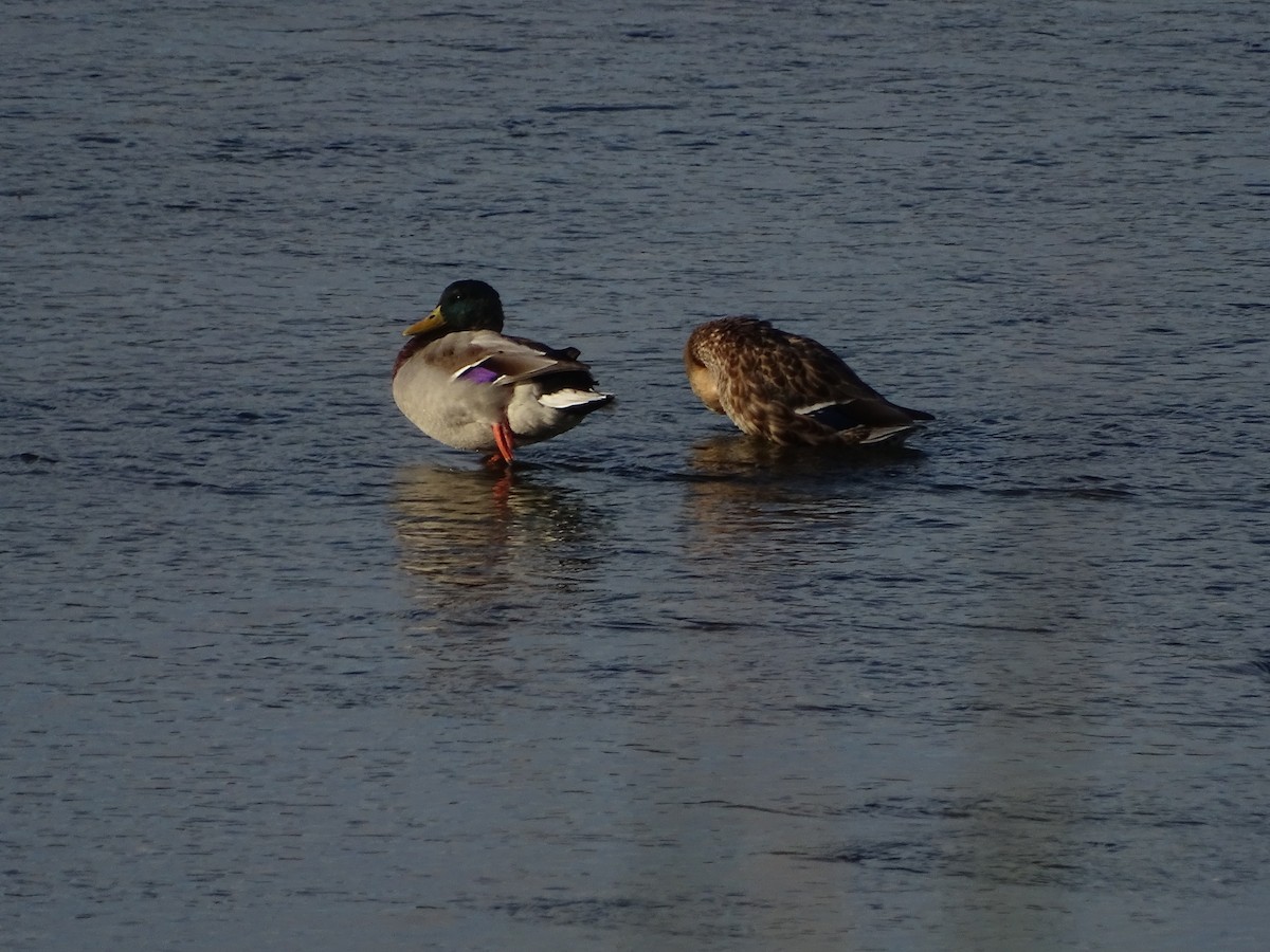 Germano reale - ML625639534