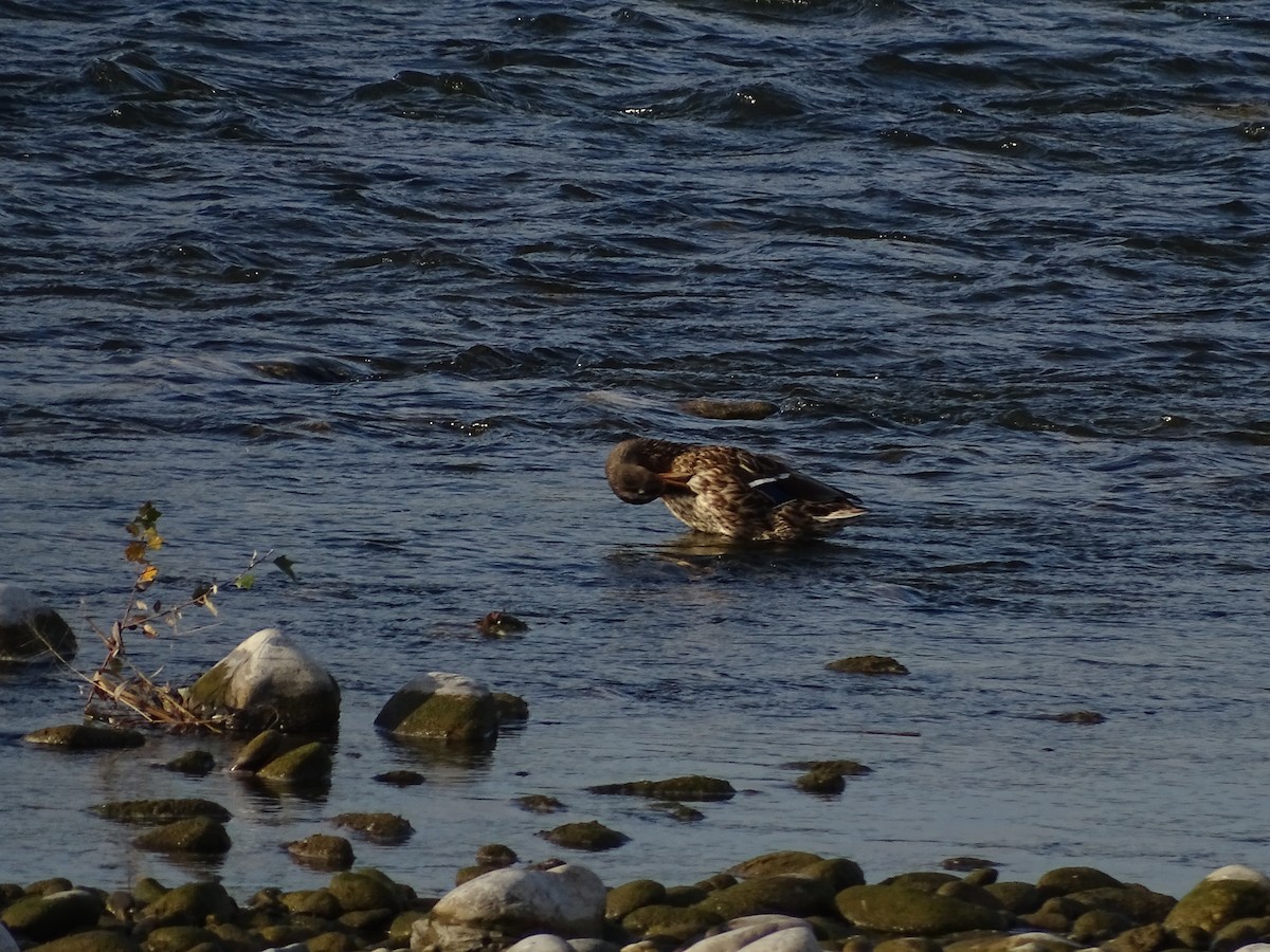 Germano reale - ML625639535