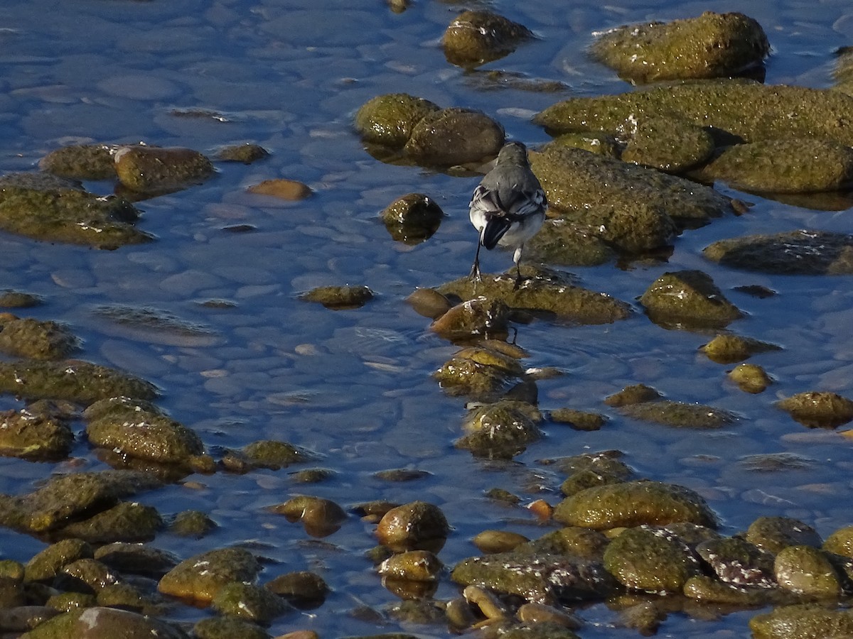 Ballerina bianca - ML625639542