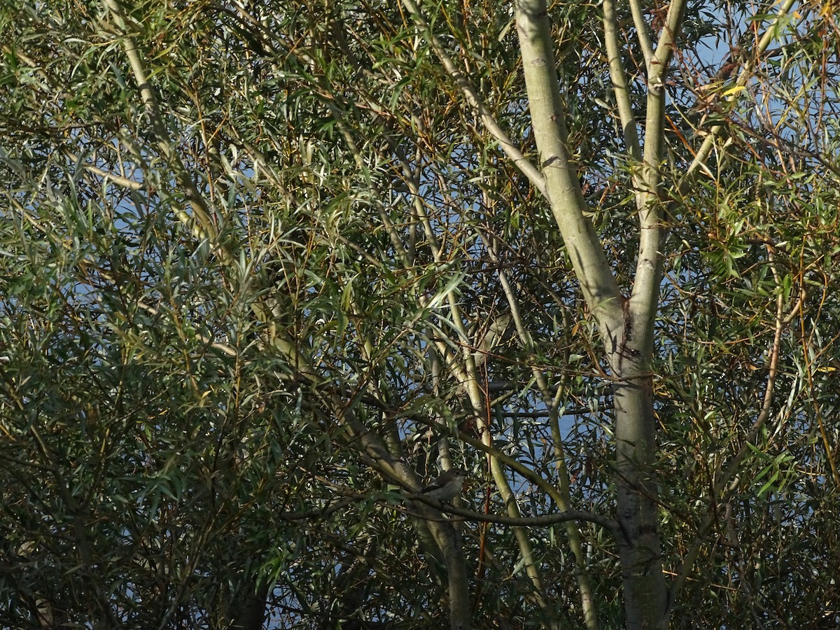 Balia nera - ML625639544