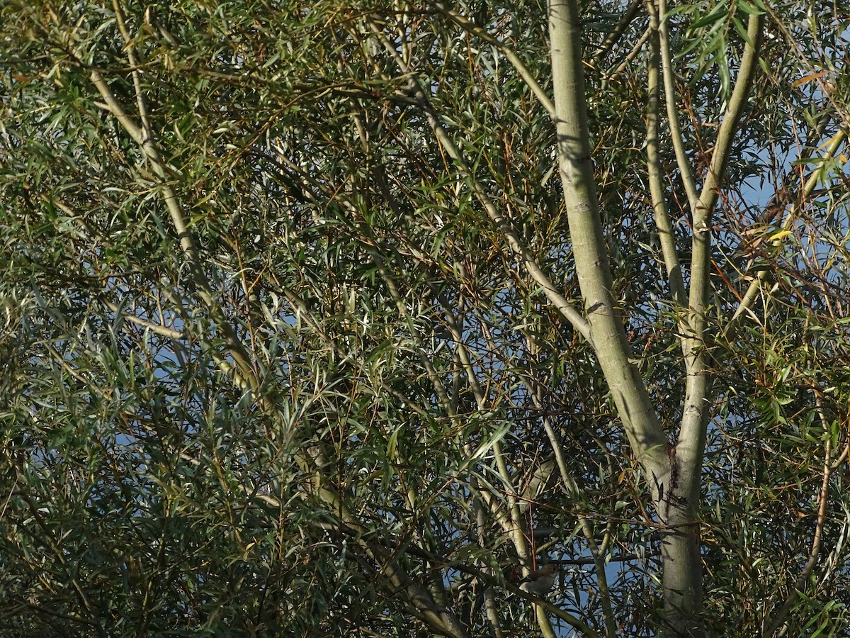 Balia nera - ML625639545