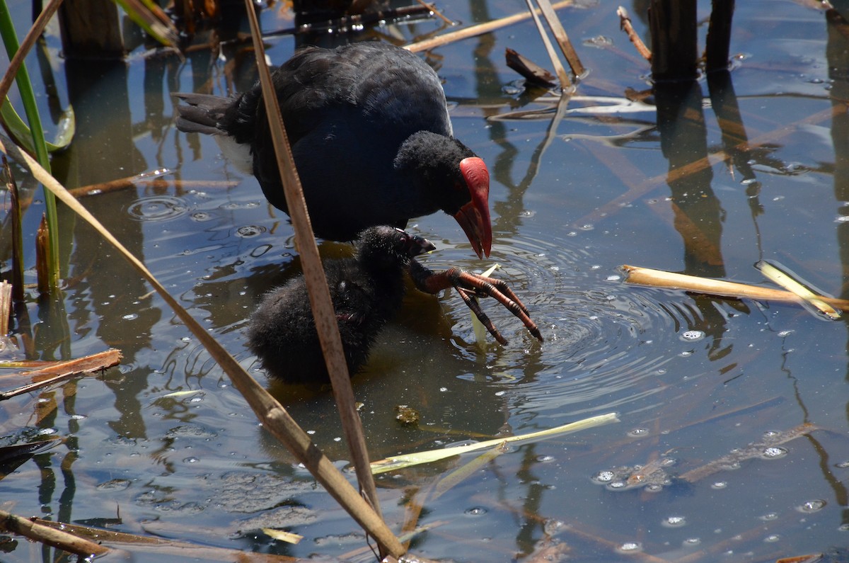 Australasian Swamphen - ML625639576