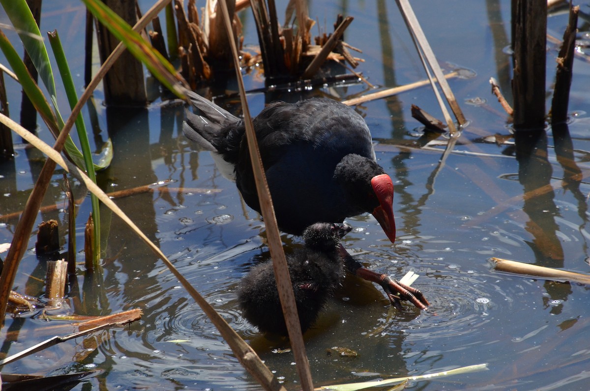 Australasian Swamphen - ML625639578