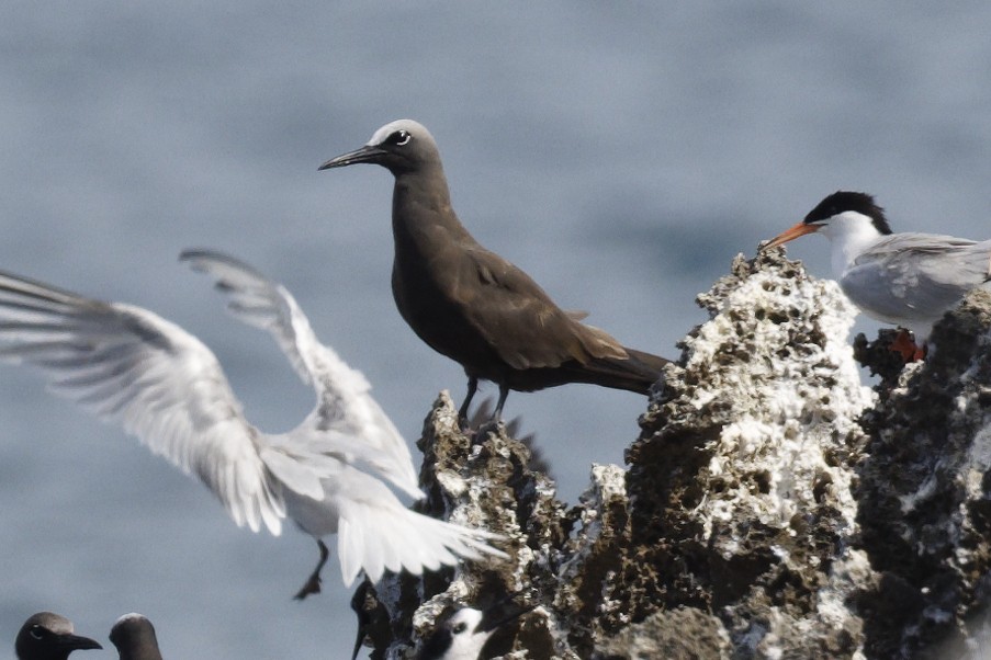 Brown Noddy - ML625639673