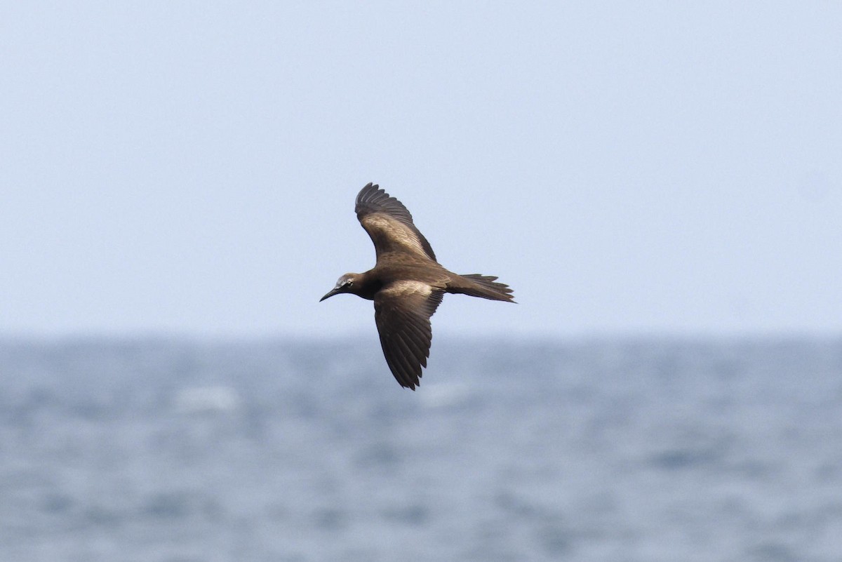 Brown Noddy - ML625639674