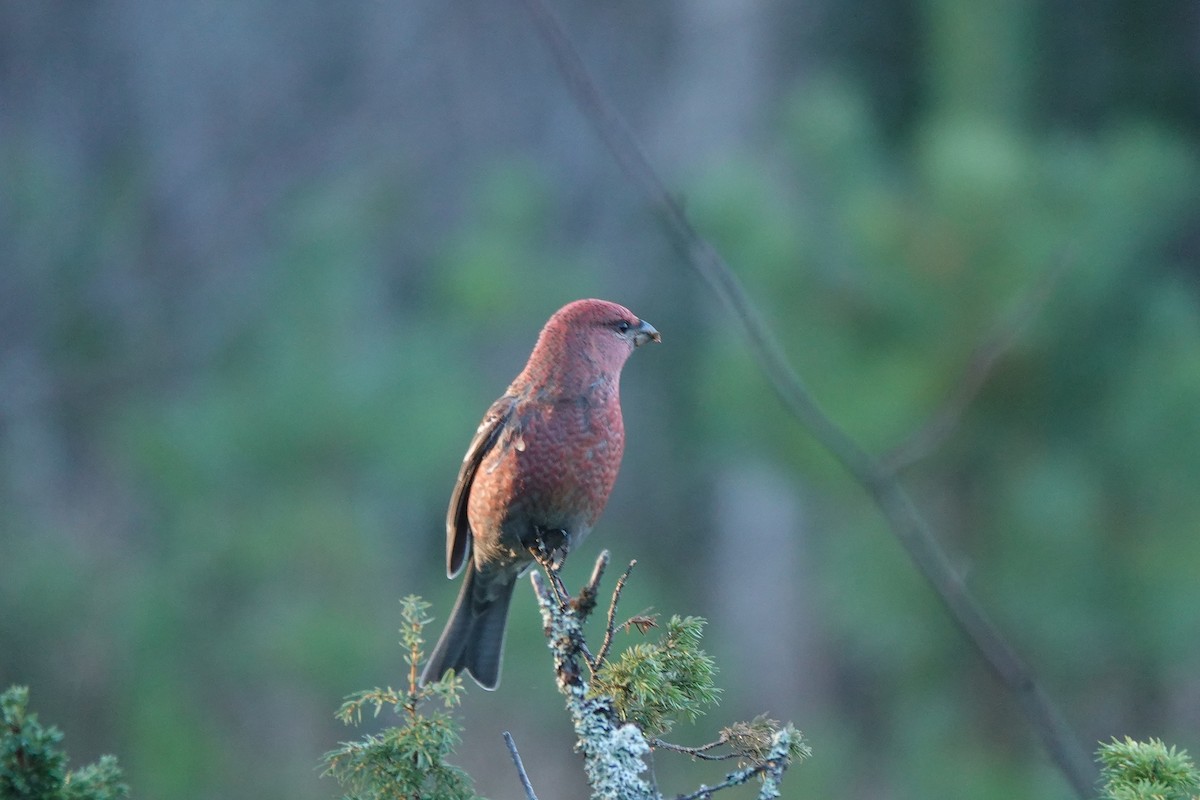 Pine Grosbeak - ML625639700