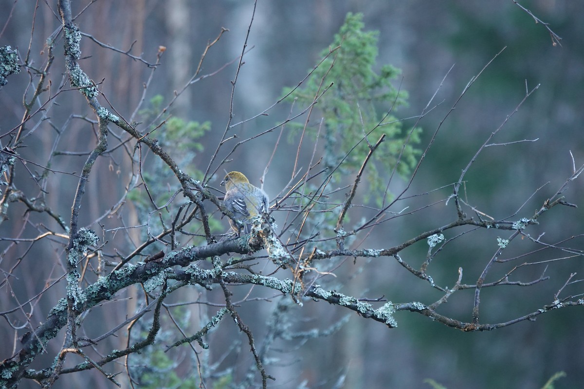 Pine Grosbeak - ML625639705