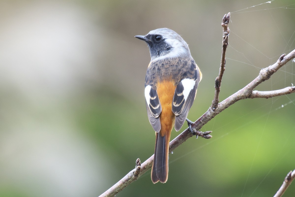 Daurian Redstart - ML625639844