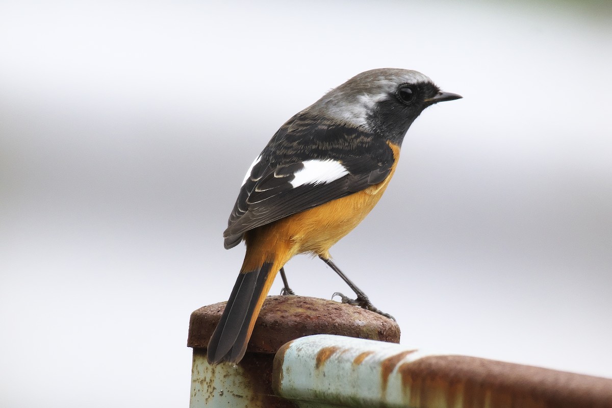 Daurian Redstart - ML625639845