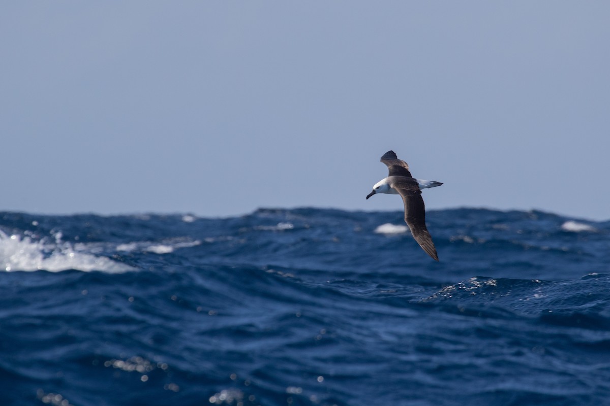 Black-browed Albatross (Black-browed) - ML625639860