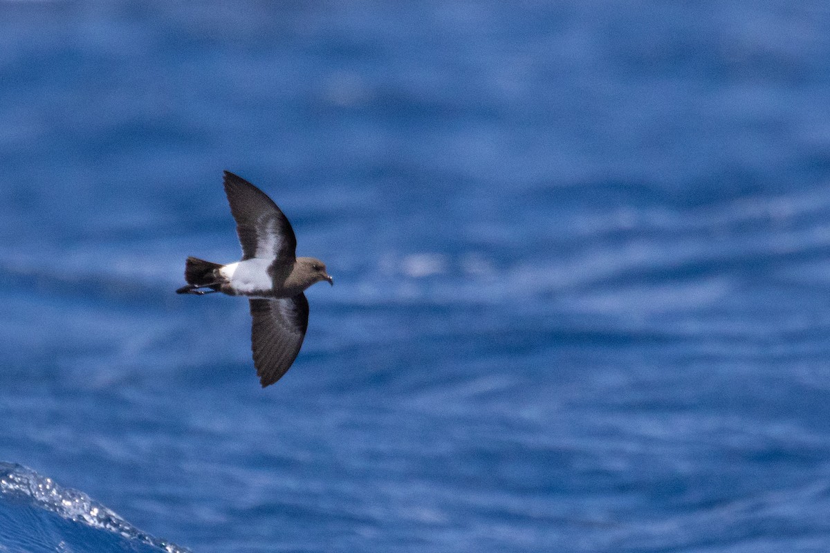 Black-bellied Storm-Petrel - ML625639927