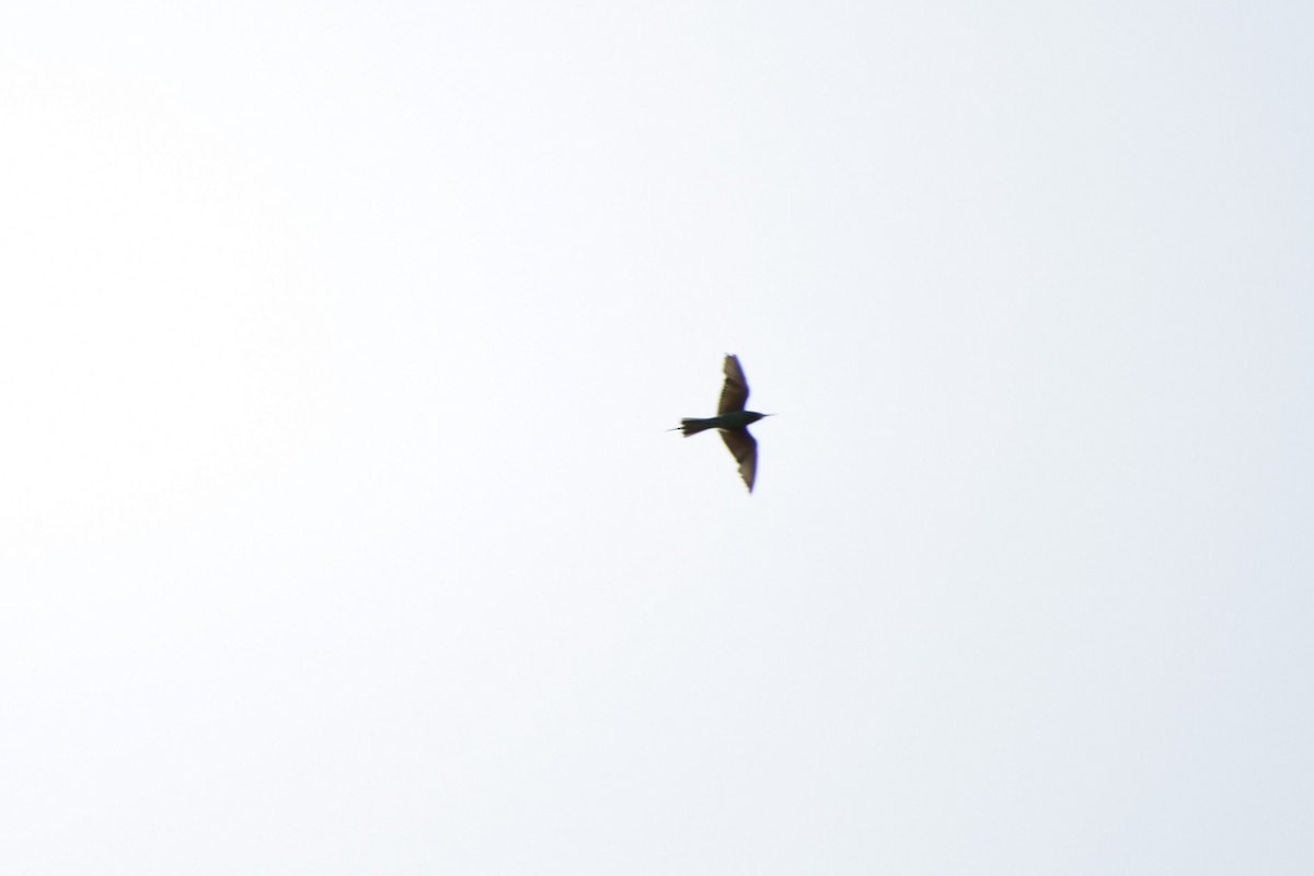Blue-tailed Bee-eater - ML625639960