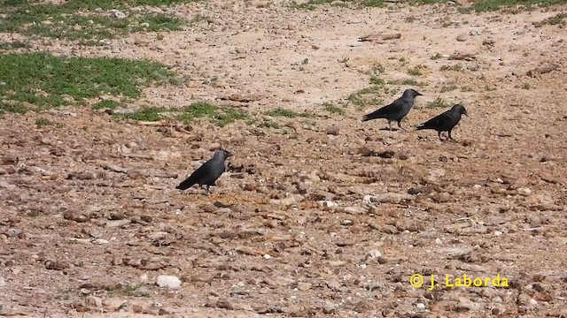 Küçük Karga - ML625640018