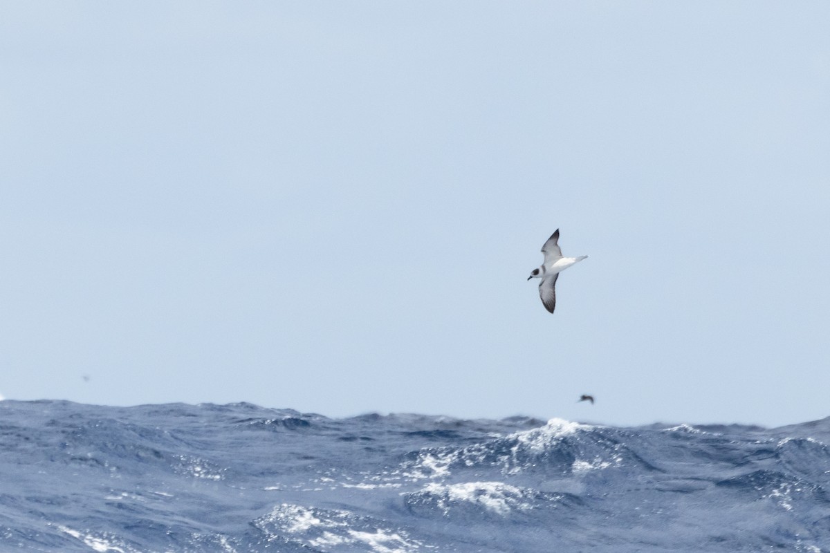 White-necked Petrel - ML625640044