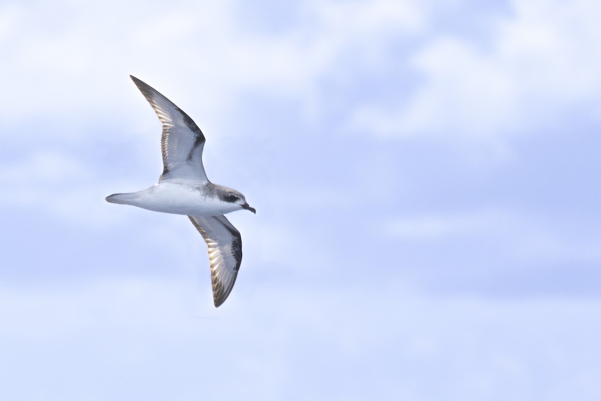 Cook's Petrel - ML625640075