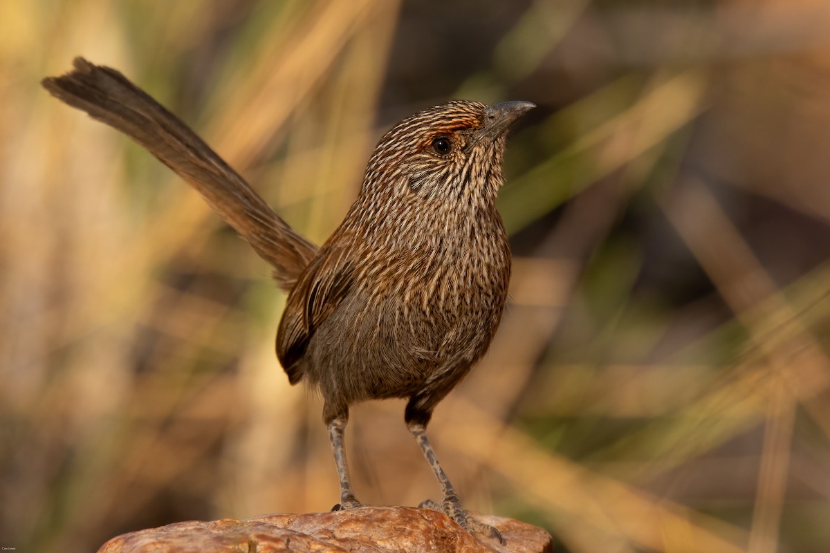 Kalkadoon Grasswren - ML625640077