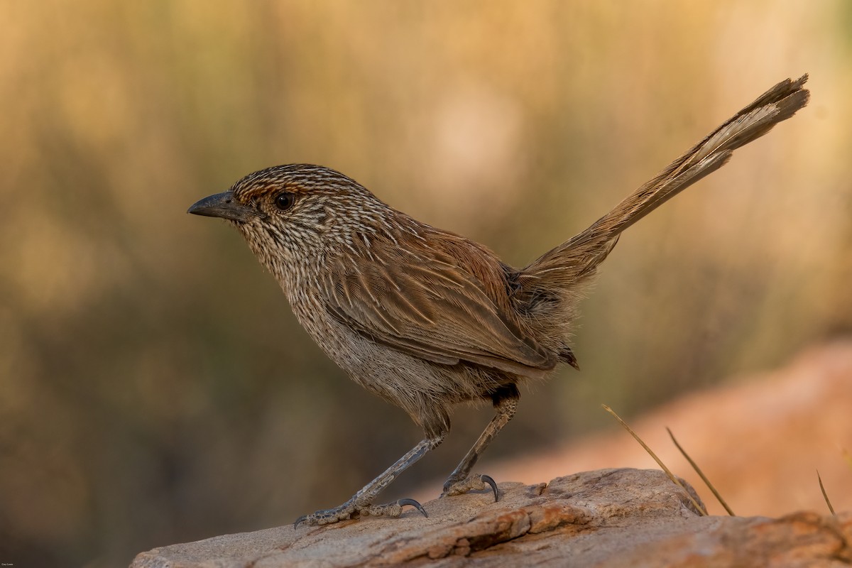 Kalkadoon Grasswren - ML625640087