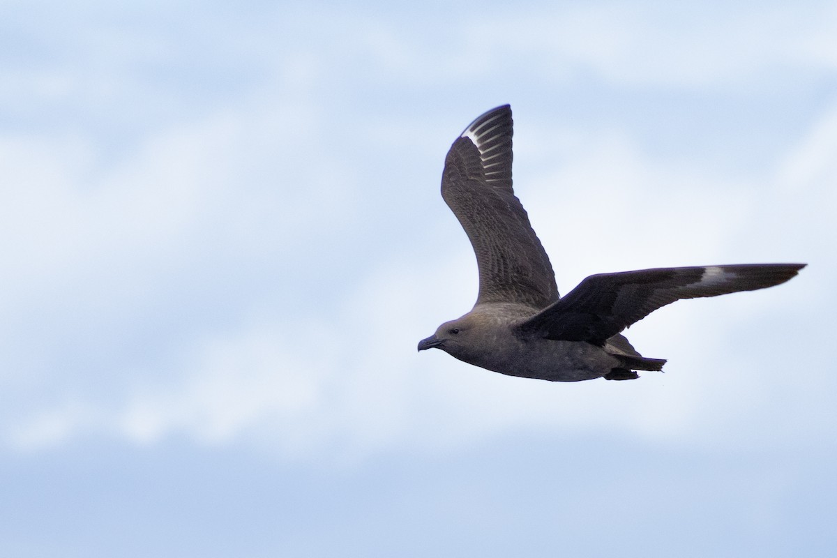 South Polar Skua - ML625640122