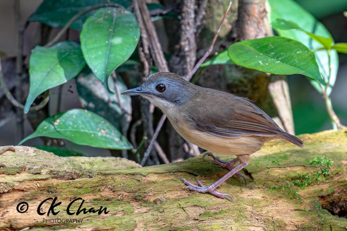 Short-tailed Babbler - ML625640125