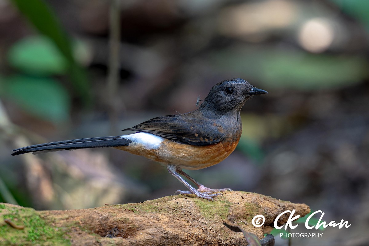 White-rumped Shama - ML625640129