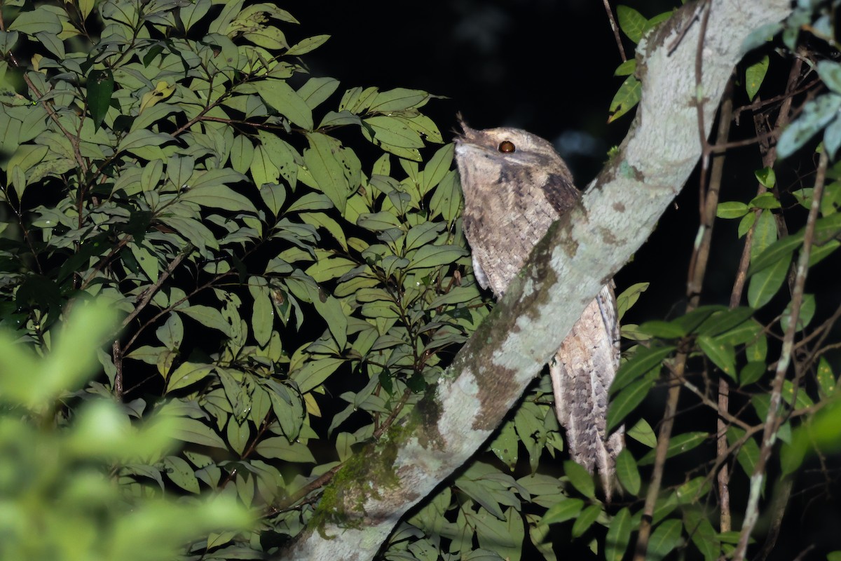 Marbled Frogmouth (Plumed) - ML625640135