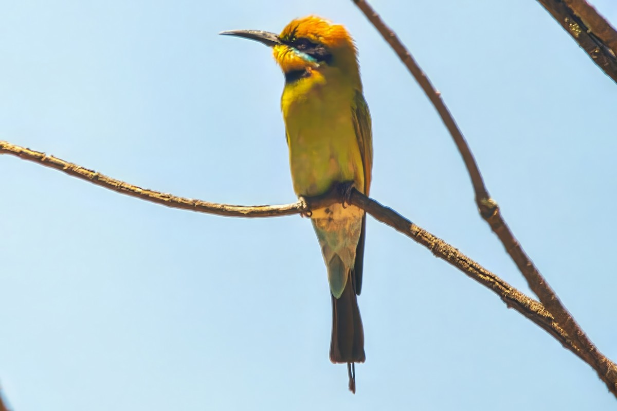 Rainbow Bee-eater - ML625640145