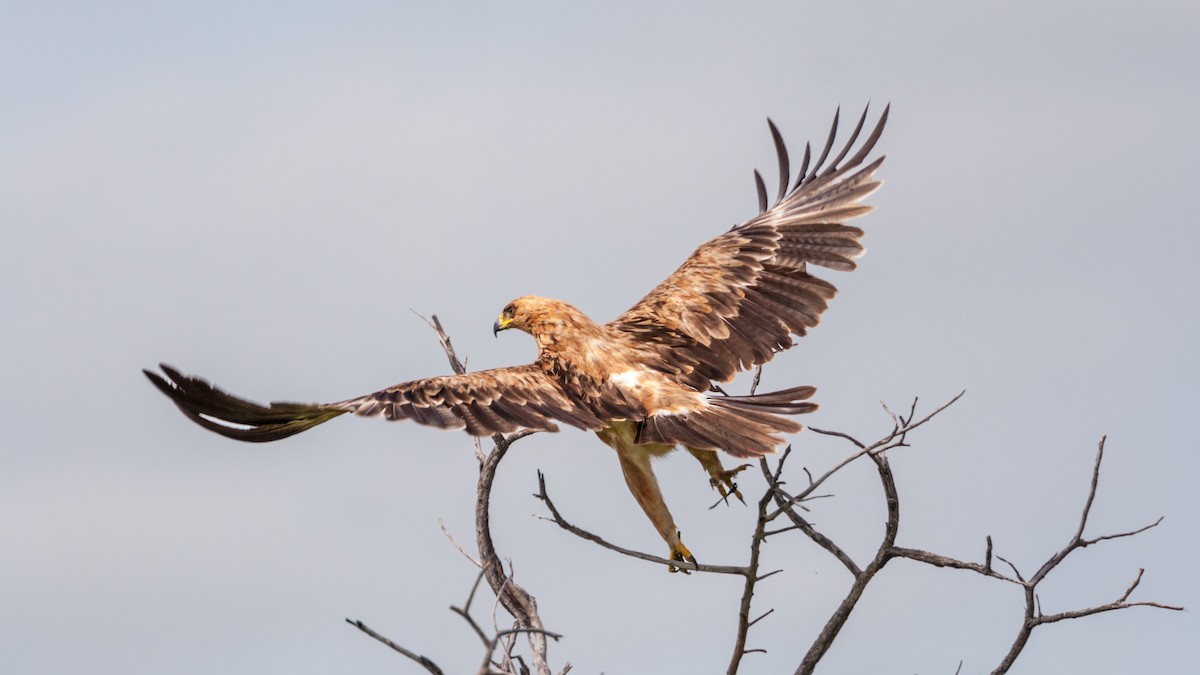 Águila Rapaz - ML625640182