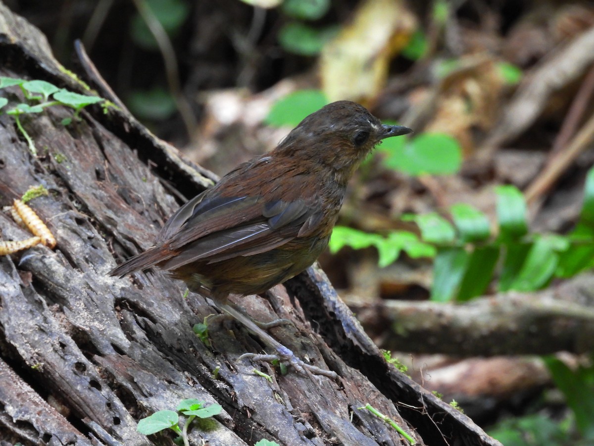 Lesser Shortwing - Shafeeq Wilson
