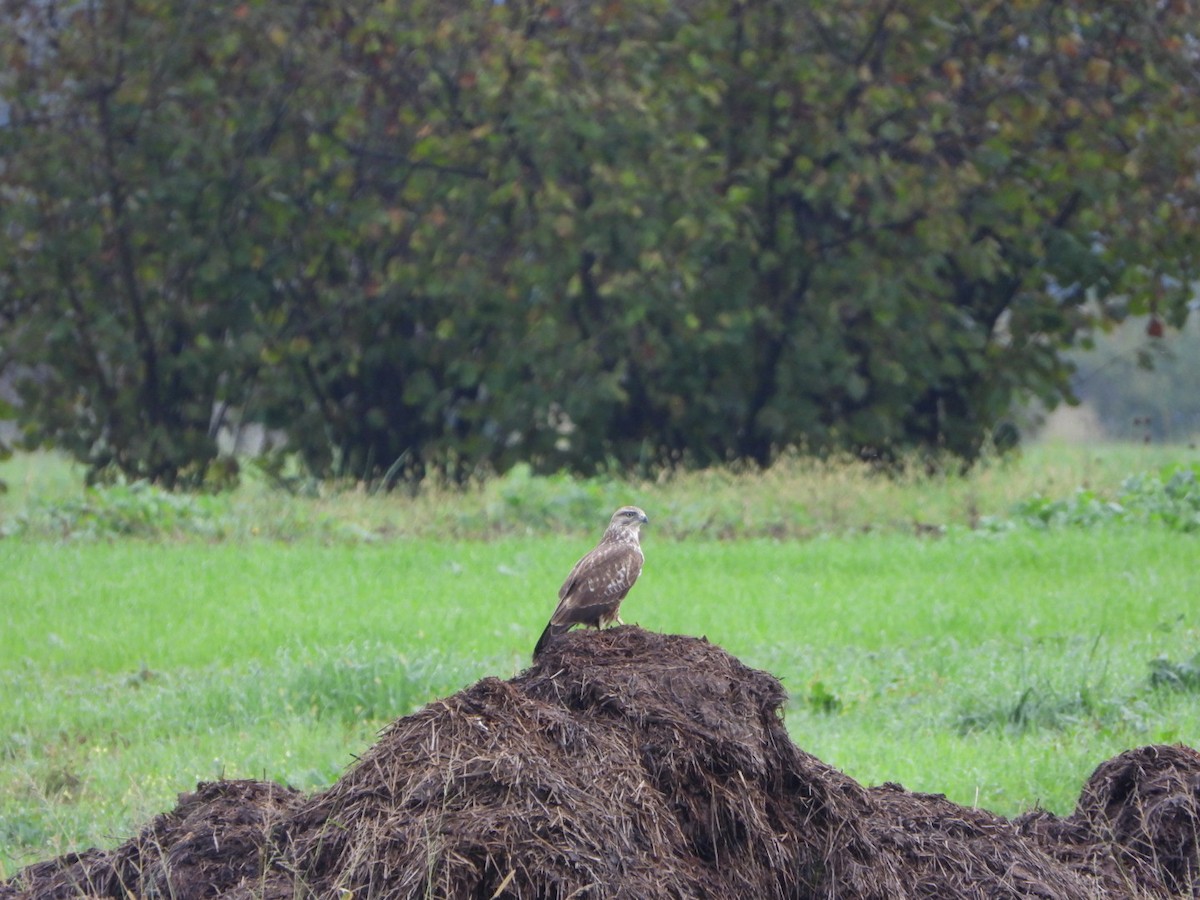 Common Buzzard - ML625640323