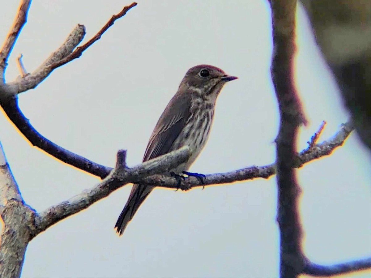 Gray-streaked Flycatcher - ML625640420
