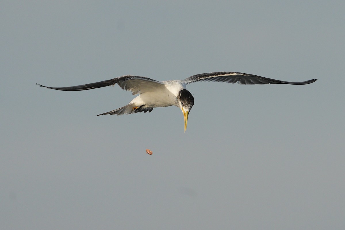 Tepeli Büyük Sumru - ML625640433