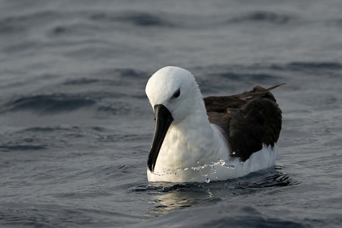 Hint Sarı Gagalı Albatrosu - ML625640439