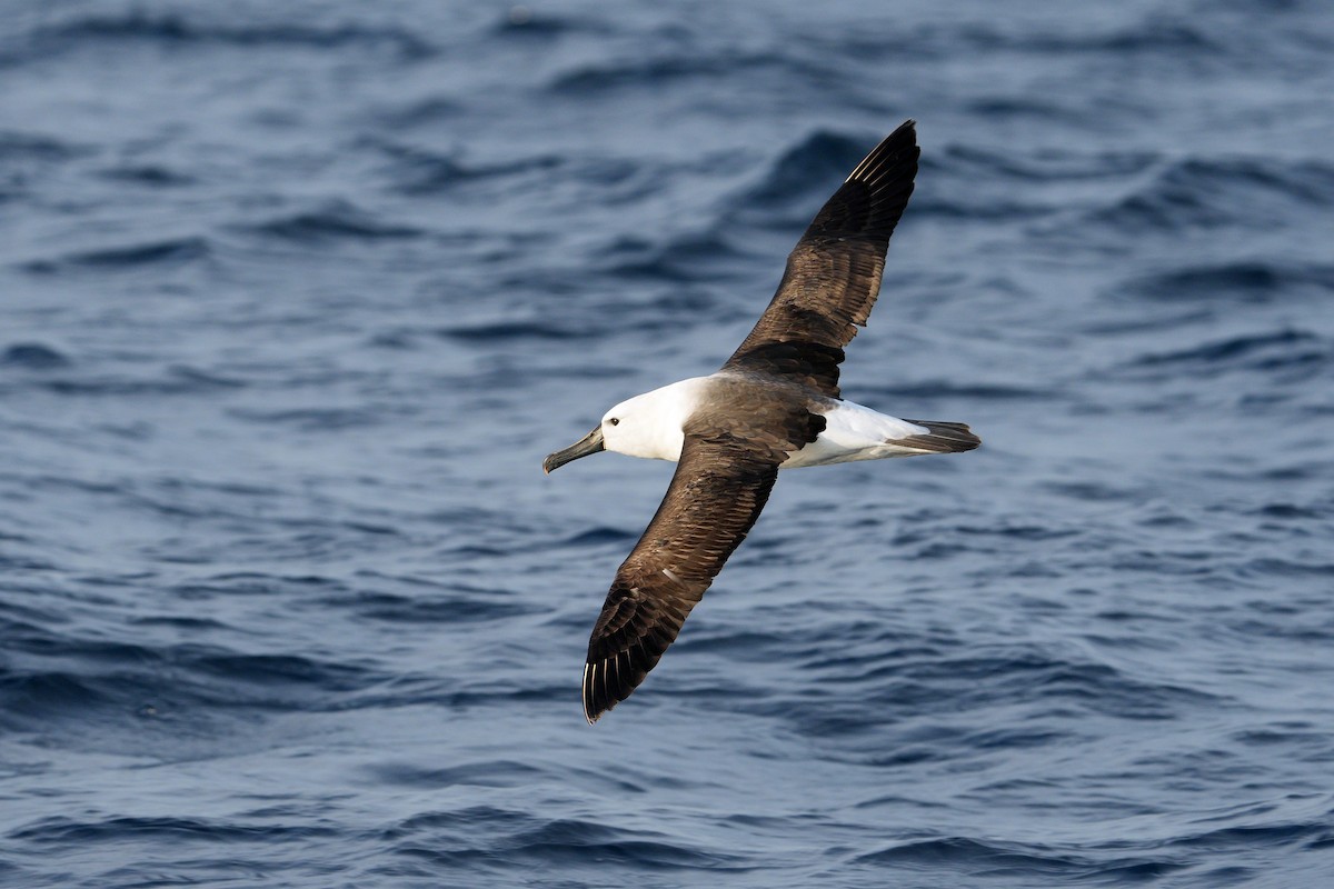 Hint Sarı Gagalı Albatrosu - ML625640441