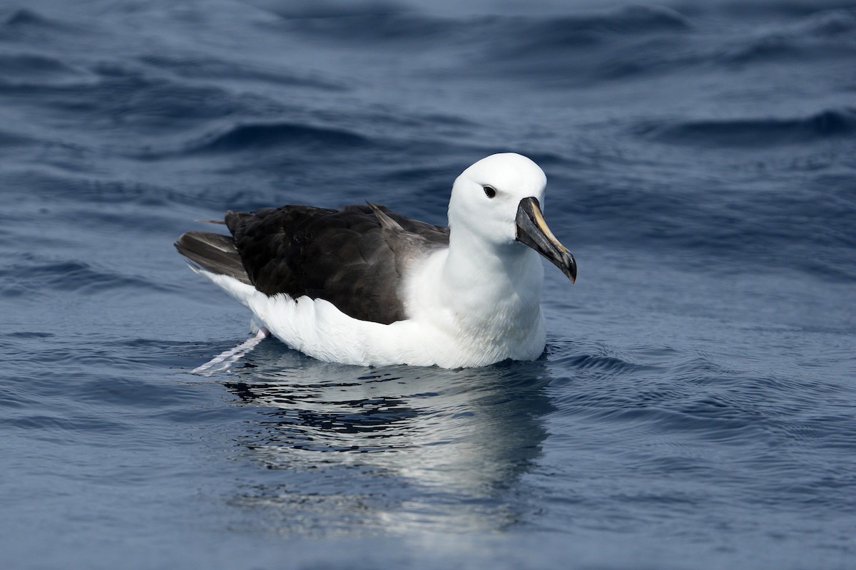 Albatros de Carter - ML625640442