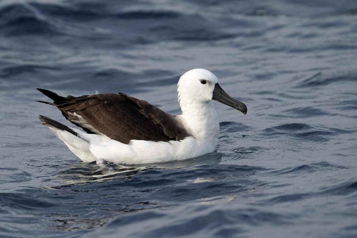 Albatros de Carter - ML625640443